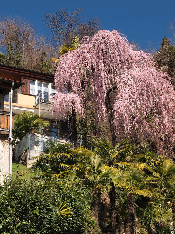 Appartamento Casa Sibylle Bei Locarno Esterno foto
